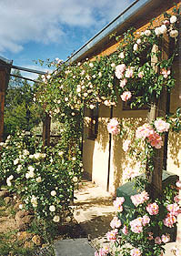 Mossbank Cottage Garden
